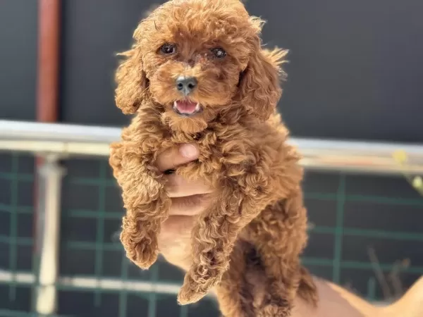 Ankaranın En Seçkin Kore Toy Poodle Yavruları