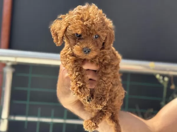 Ankaranın En Seçkin Kore Toy Poodle Yavruları