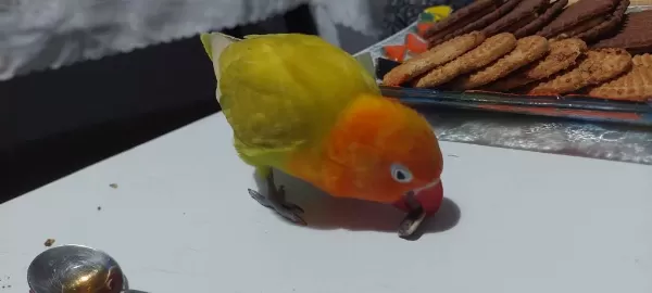 3 Aylık Cennet Papağanı