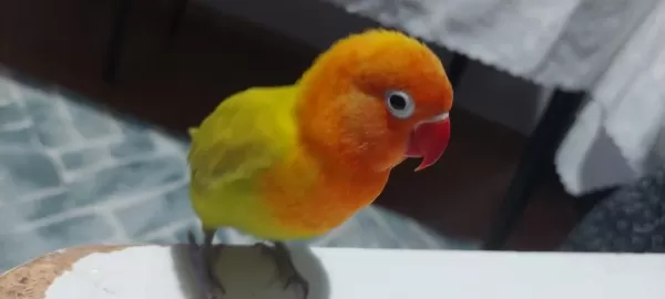 3 Aylık Cennet Papağanı