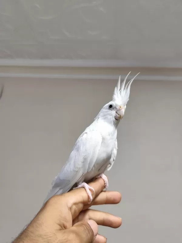 Ele Kola Alışık Sultan Papağanı