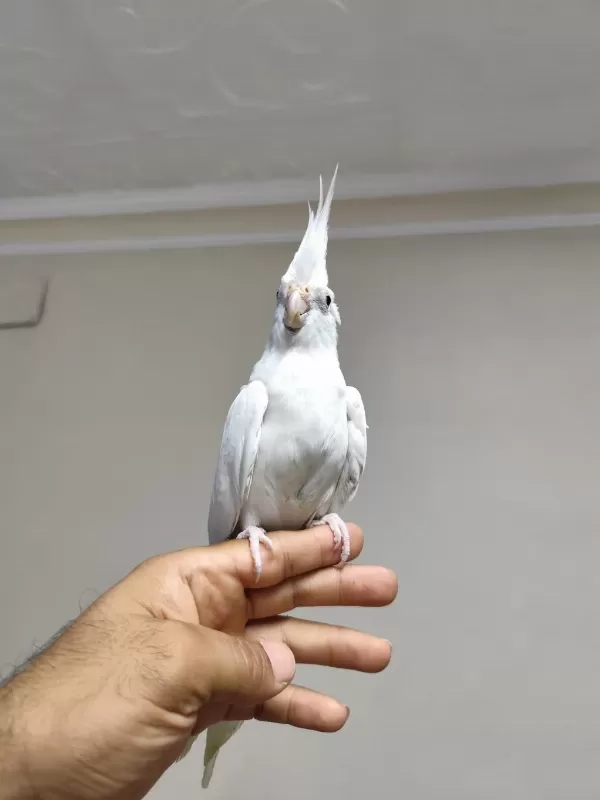 Ele Kola Alışık Sultan Papağanı