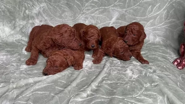 Toy Poodle İrk Garantili Yavrular