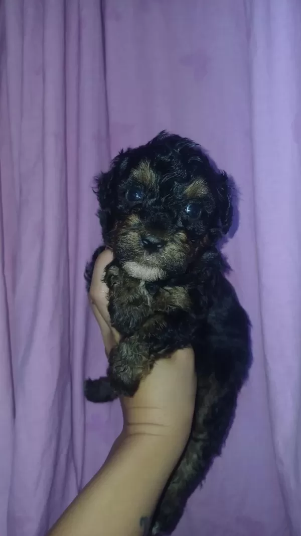 Sağlıklı İskoç Terrier