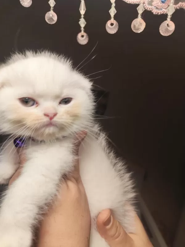 Minik Panda Scottish Kedim Sahibini Arıyor