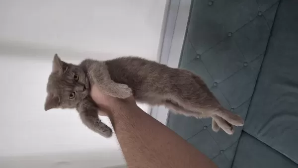 3 Aylık British Shorthair
