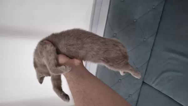 3 Aylık British Shorthair
