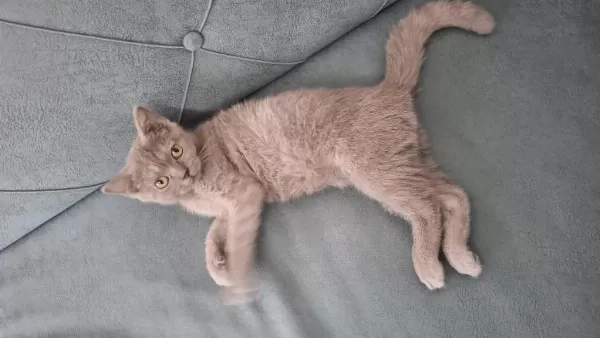 3 Aylık British Shorthair