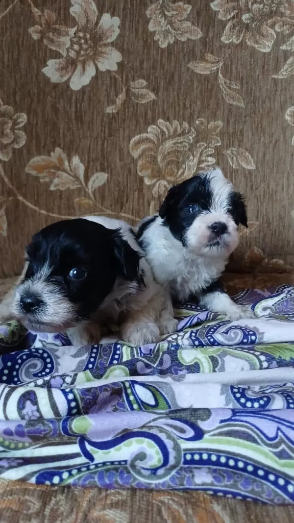 Sağlıklı Morkie Yavrular