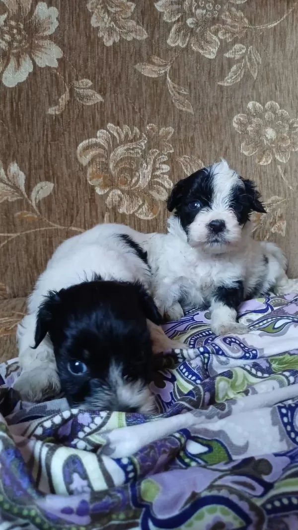 Sağlıklı Morkie Yavrular