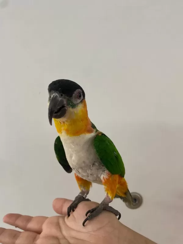 Oyun Hamuru Maskot Siyah Kafa Caique