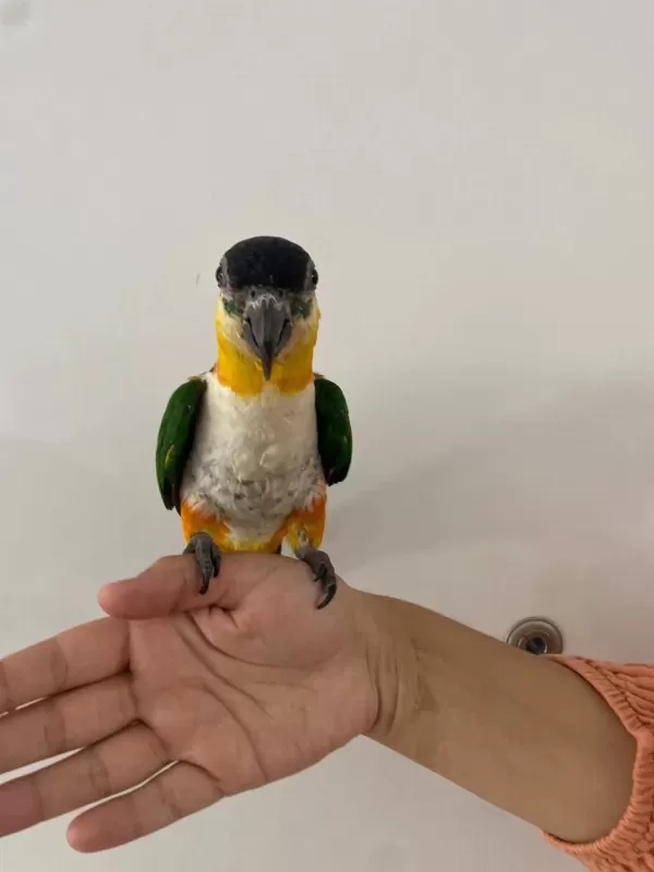 Oyun Hamuru Maskot Siyah Kafa Caique