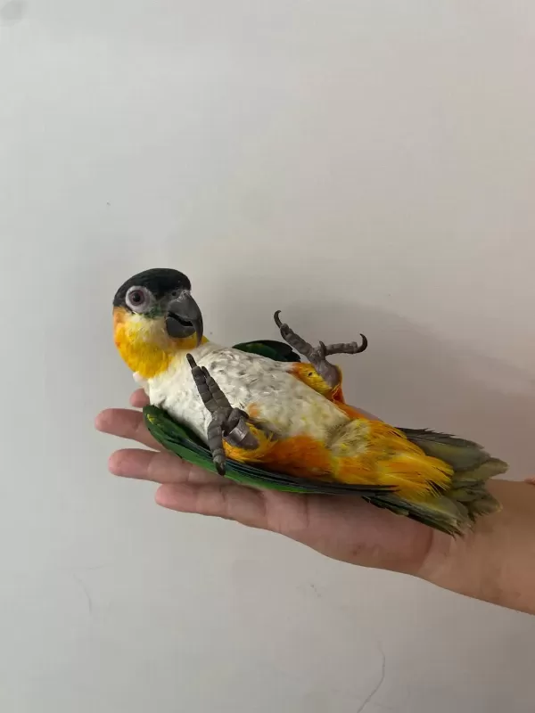 Oyun Hamuru Maskot Siyah Kafa Caique