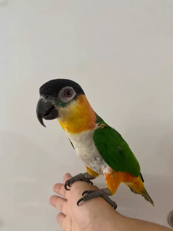 Oyun Hamuru Maskot Siyah Kafa Caique