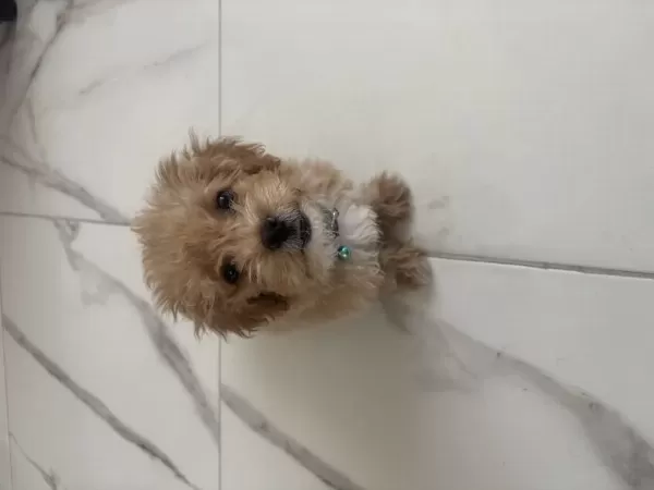 3 Aylık Erkek Maltipoo Cinsi
