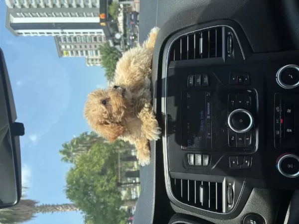 3 Aylık Erkek Maltipoo Cinsi