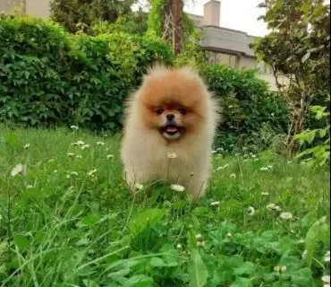 Elit Patiler Farkıyla Pomeranian Yavrular