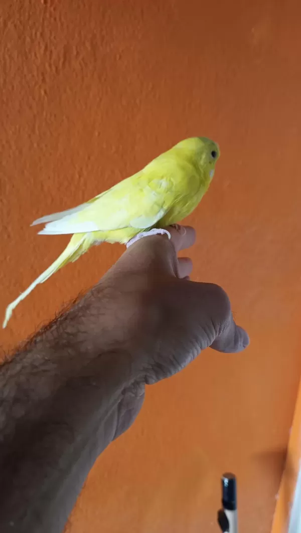 Harika Erkek Muhabbet Kuşu