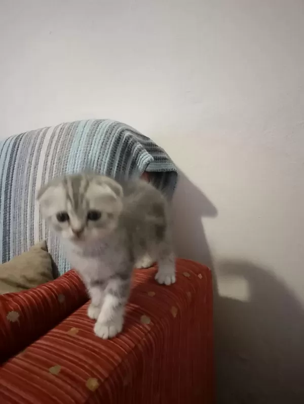 Scottish Fold Kedileri