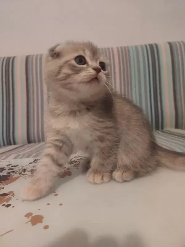 Scottish Fold Kedileri