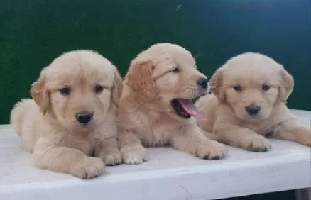 Elit Patiler Farkıyla Golden Retriever Yavrular