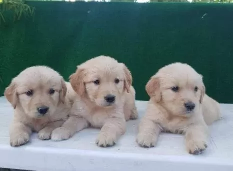 Elit Patiler Farkıyla Golden Retriever Yavrular