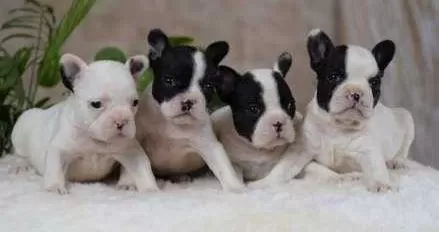 Elit Patiler Farkıyla French Bulldog Yavrular
