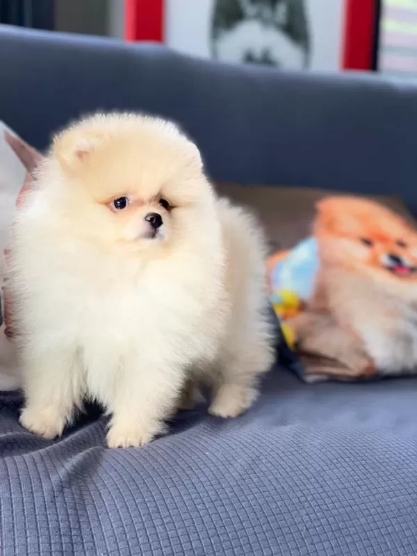 İrk Özellikleri İle Karakterize Gerçek Teddybear Bebekler