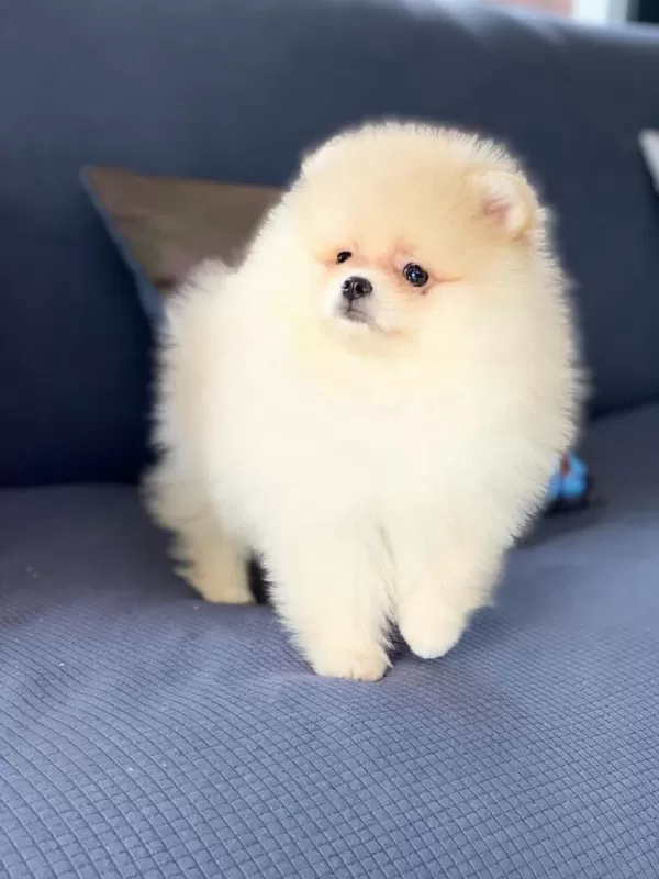 İrk Özellikleri İle Karakterize Gerçek Teddybear Bebekler