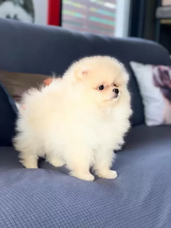 İrk Özellikleri İle Karakterize Gerçek Teddybear Bebekler