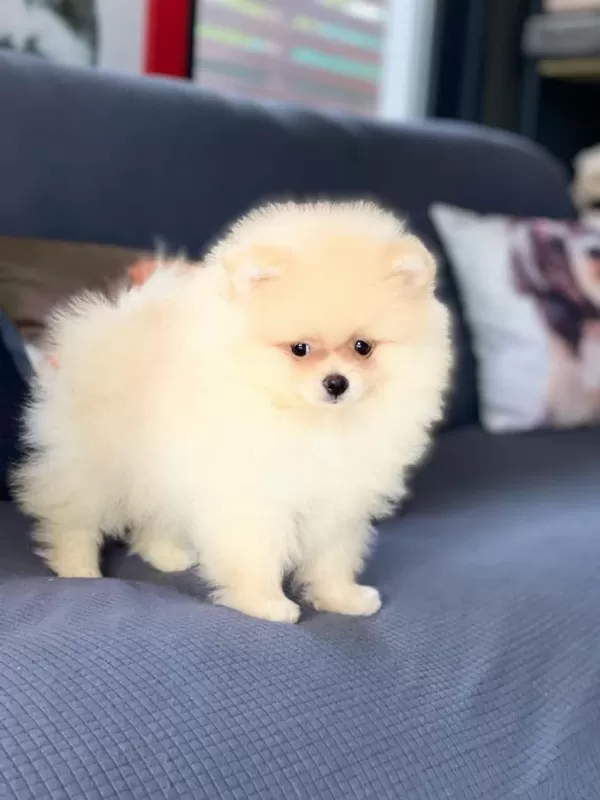İrk Özellikleri İle Karakterize Gerçek Teddybear Bebekler