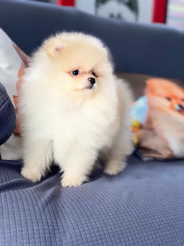 İrk Özellikleri İle Karakterize Gerçek Teddybear Bebekler