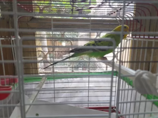 Sağlıklı Dişi Muhabbet Kuşu