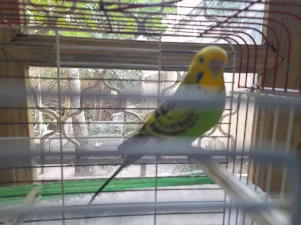 Sağlıklı Dişi Muhabbet Kuşu