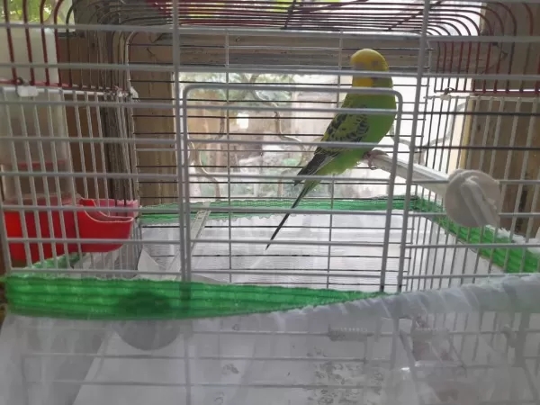 Sağlıklı Dişi Muhabbet Kuşu