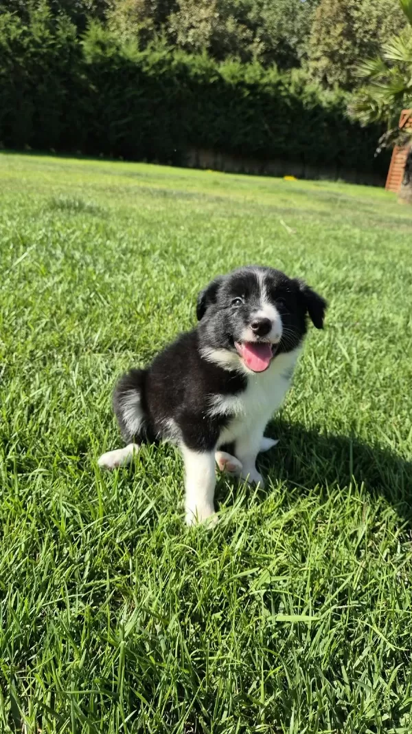 Siyah Beyaz Maskeli Border Collie Bebeklerim