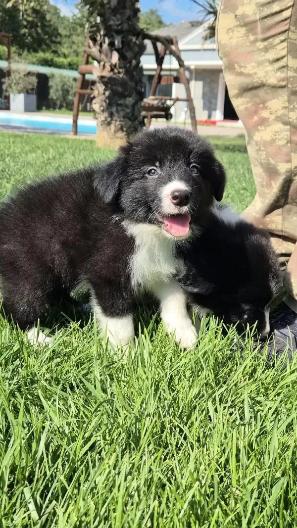 Siyah Beyaz Maskeli Border Collie Bebeklerim