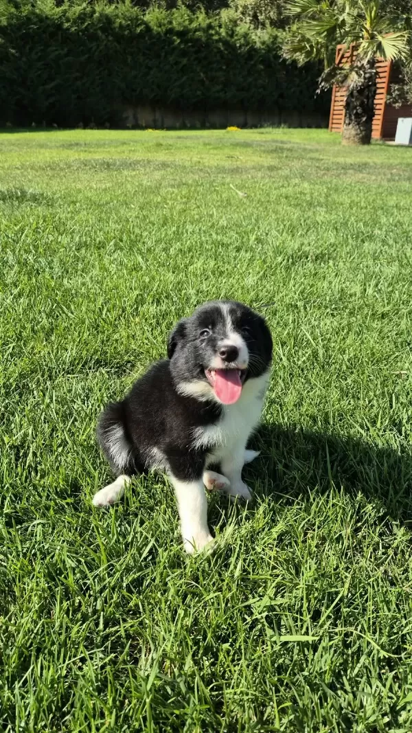 Siyah Beyaz Maskeli Border Collie Bebeklerim