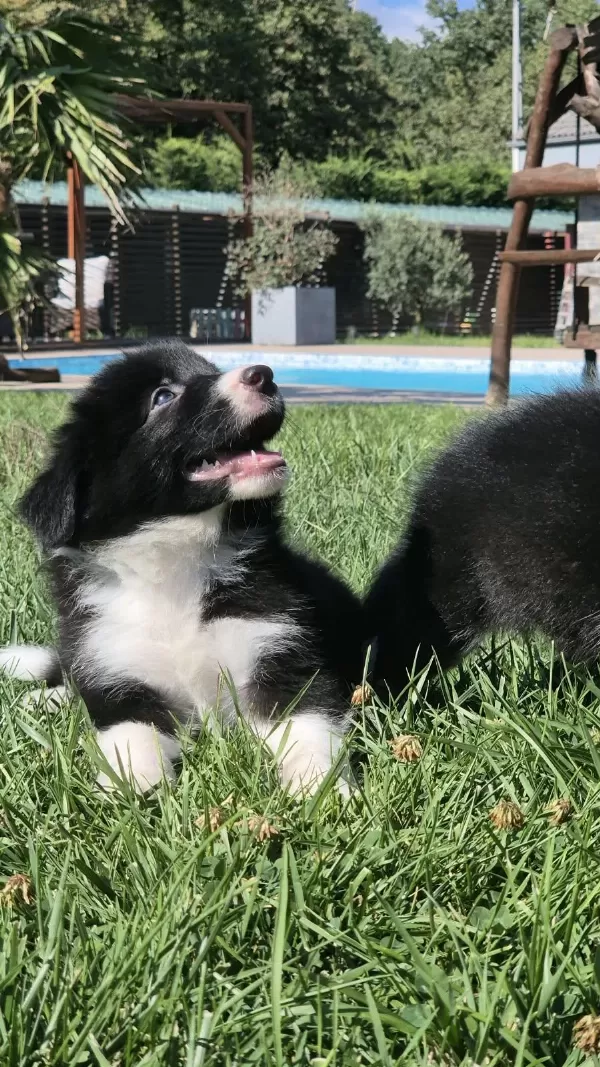 Siyah Beyaz Maskeli Border Collie Bebeklerim