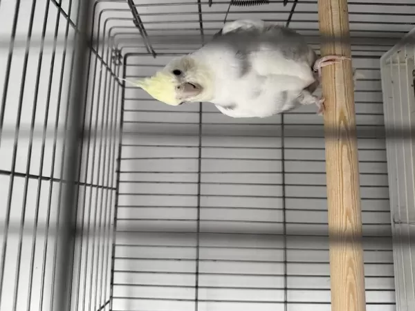 Sağlıklı Cf Sultan Papağanı
