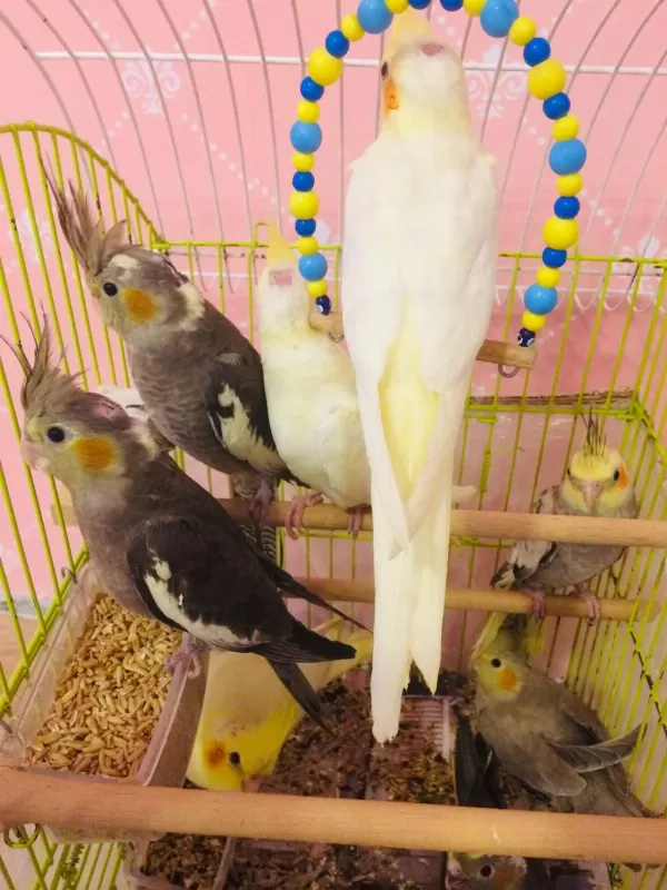2026 35 Günlük Üst Kalite Yeni Yeme Düşen Bebek Kuşlar