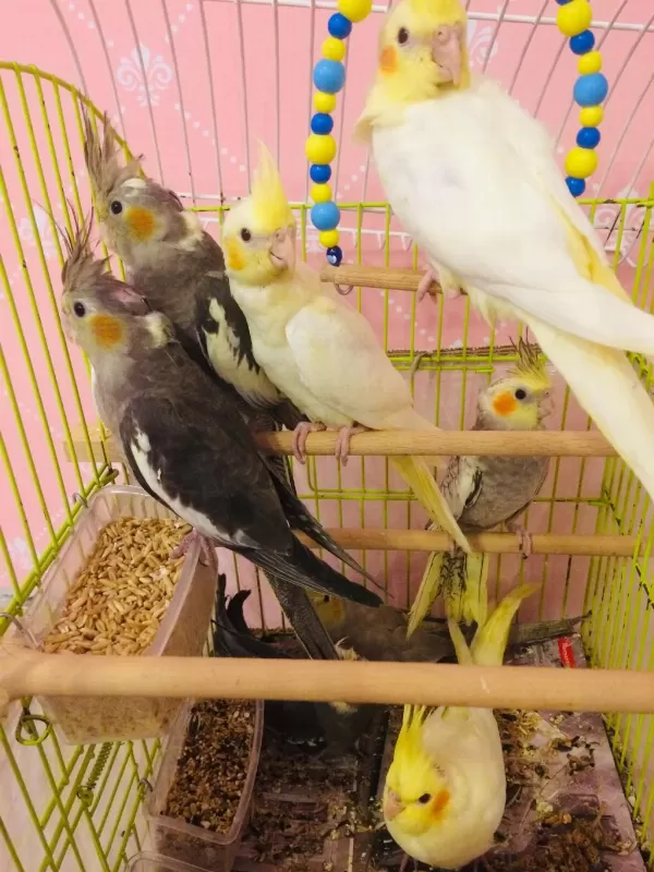 2026 35 Günlük Üst Kalite Yeni Yeme Düşen Bebek Kuşlar