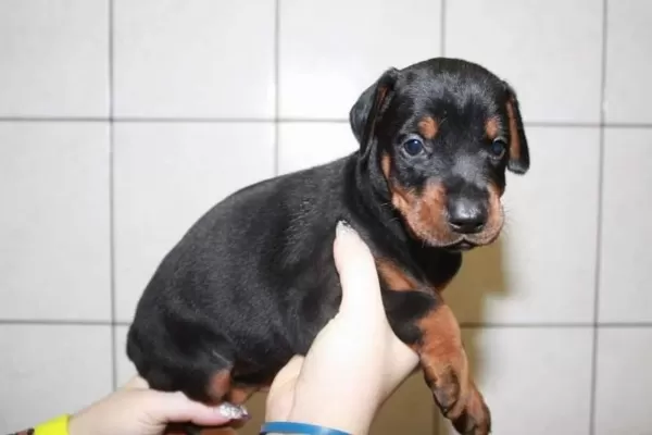 İrk Garantili Doberman Yavrulari