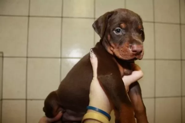 İrk Garantili Doberman Yavrulari