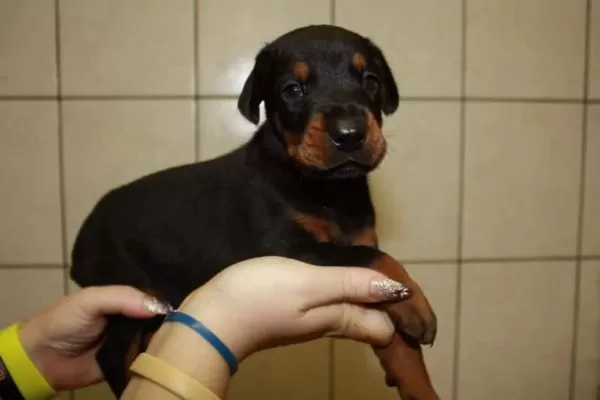 İrk Garantili Doberman Yavrulari