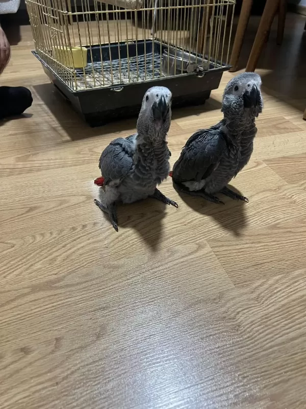 Yeme Düşmüş Bebek Jako