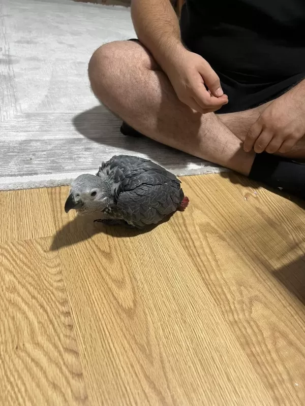 Yeme Düşmüş Bebek Jako