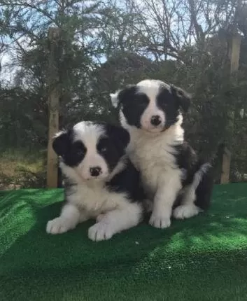 İrk Ve Sağlık Garantili Border Collie Yavrular