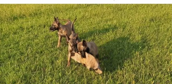 İrk Ve Sağlık Garantili Belçika Malinois Yavrular