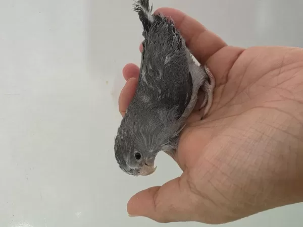 Sağlıklı Forpus Dişi Yavru